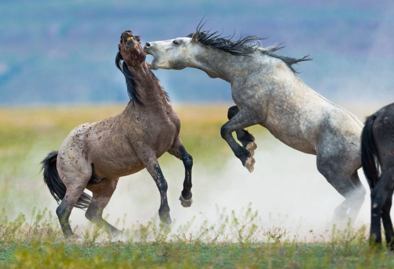 مشکل اسب ها در سازگاری با یکدیگر