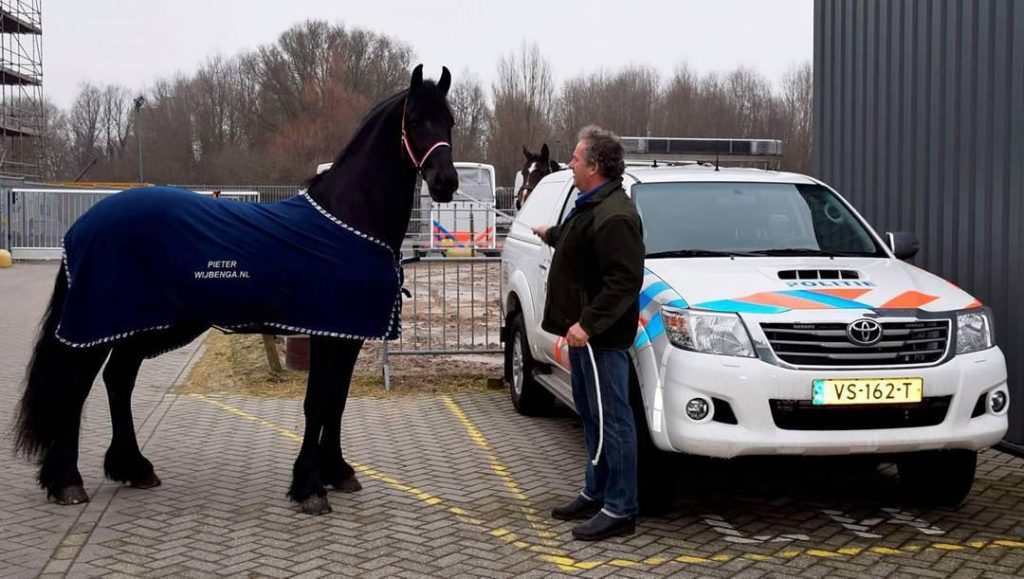 اولین اسب فریزین برای حضور در پلیس هلند