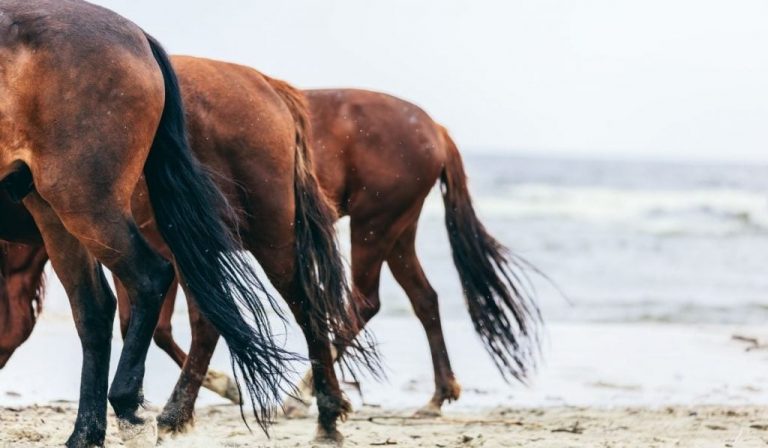 اسب با دمش چه می گوید