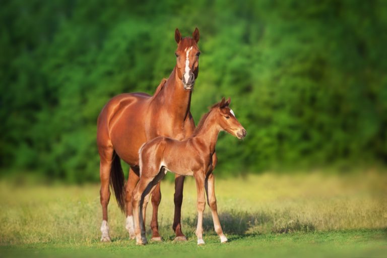 What Age Do Horses Stop Growing