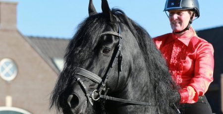Friesian Approved Stallion - Epke 474