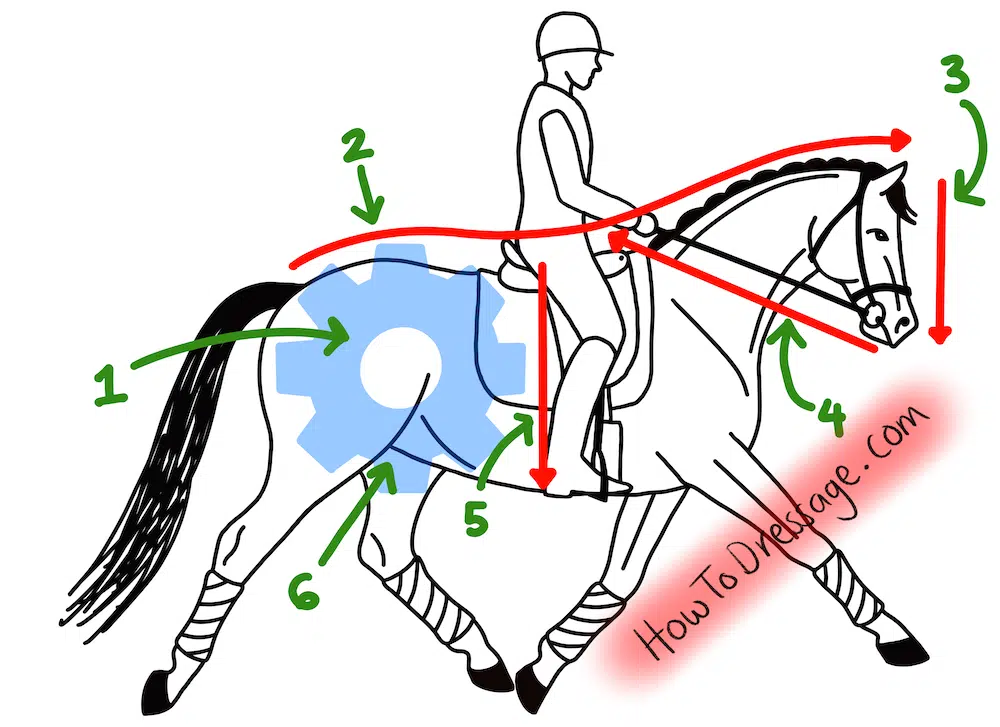چرخش انرژی ایجاد شده در اسب برای سواری و بهبود حرکت در یورتمه