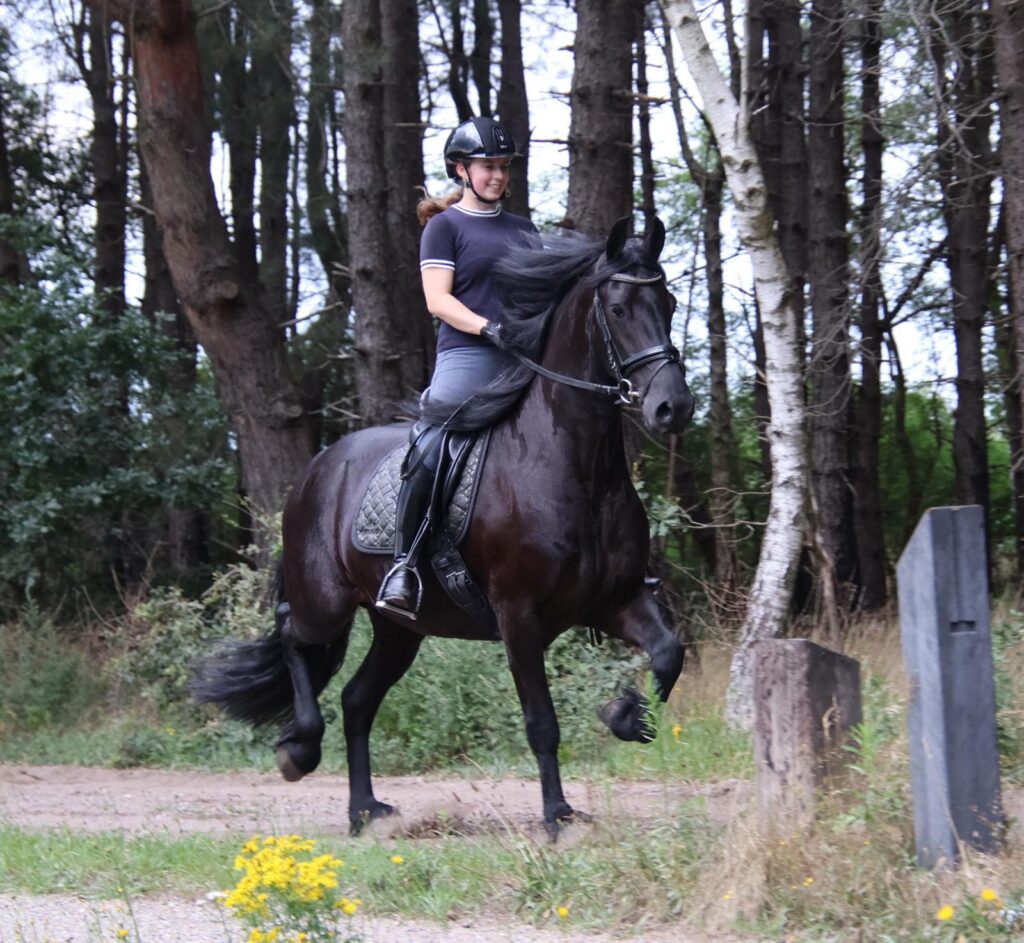 Mara - 3 Years old Friesian Mare