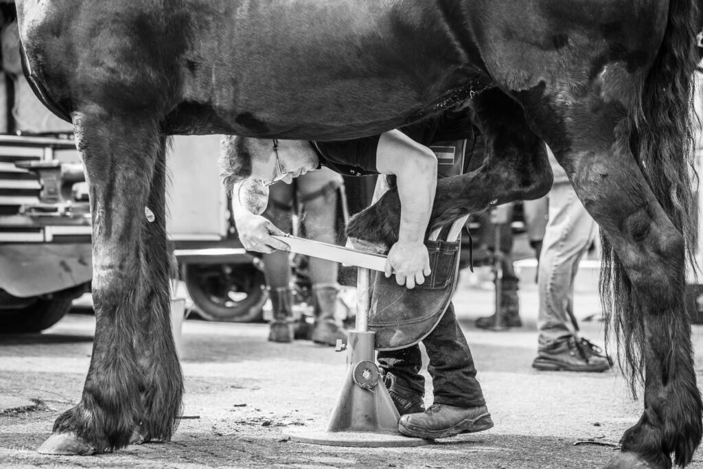 Best all-round farrier championship 2024 with Frisian horses