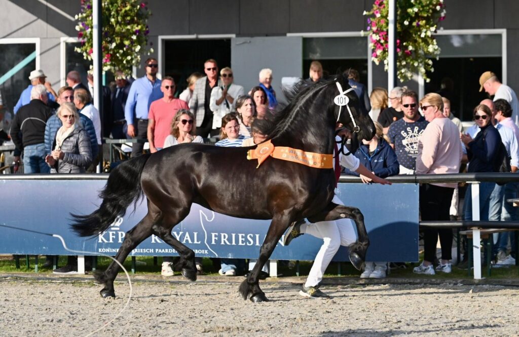 Roelien V. fan de Miedwei Ster (Tiede 501). Foto: Johanna Faber.