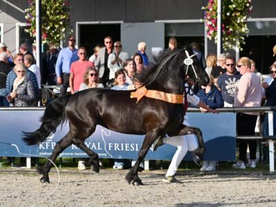 Roelien V. fan de Miedwei Ster (Tiede 501). Foto: Johanna Faber.