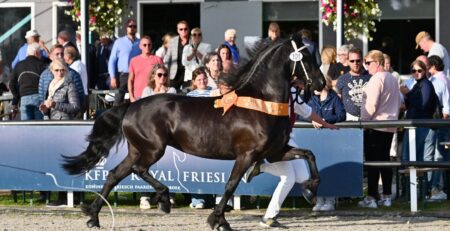 Roelien V. fan de Miedwei Ster (Tiede 501). Foto: Johanna Faber.