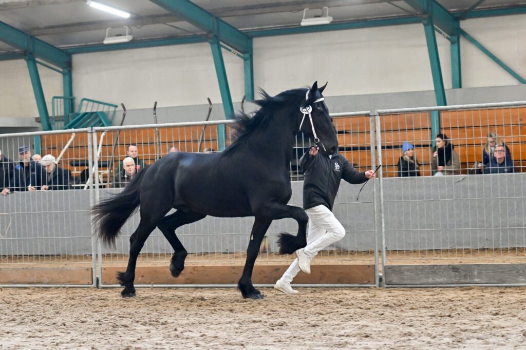 Titus Ster (Foeke 520 x Pier 448). Foto: Johanna Faber.