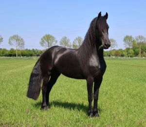 تارا - مادیان فریزین
