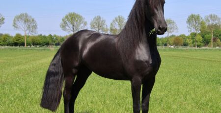 تارا - مادیان فریزین