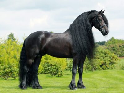 Elias 494 - Friesian Sport Approved Stallion
