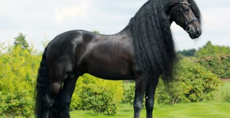 Elias 494 - Friesian Sport Approved Stallion