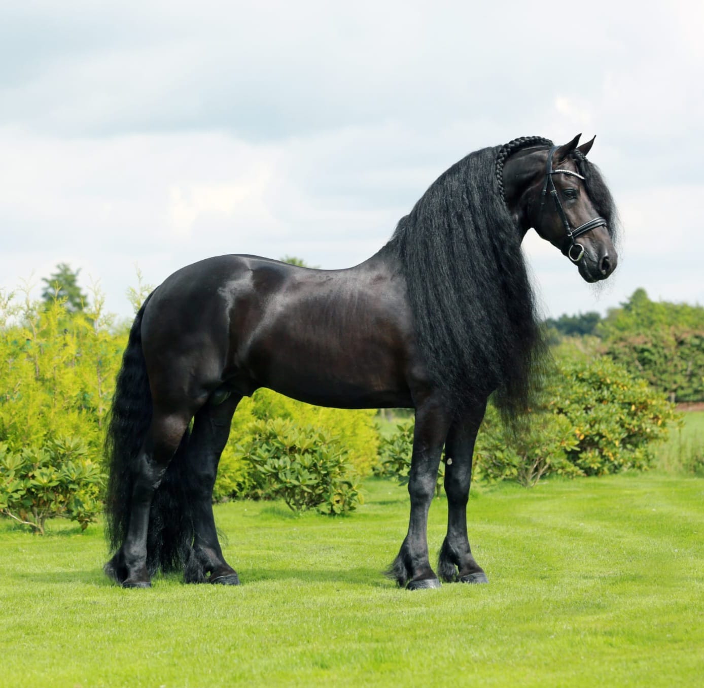 Elias 494 - Friesian Sport Approved Stallion