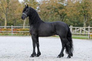 Ulco 554 AAA. Foto: Sandra Nieuwendijk.