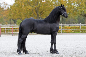 Tibbe 553 AAA. Foto: Sandra Nieuwendijk.