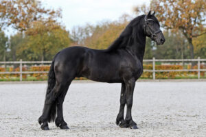 Tygo 556 AAA. Foto: Sandra Nieuwendijk.