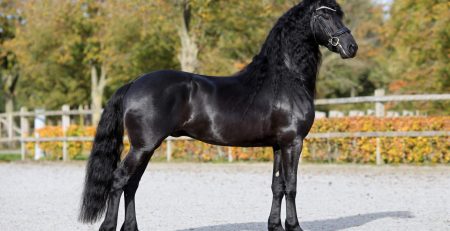 Sicco 550 AAA. Foto: Sandra Nieuwendijk.