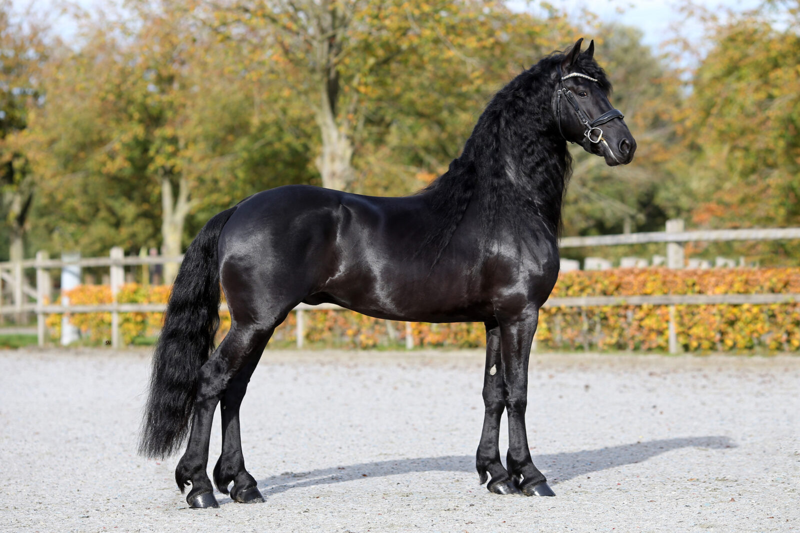 Sicco 550 AAA. Foto: Sandra Nieuwendijk.