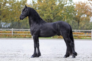 Taco 555 AAA. Foto: Sandra Nieuwendijk.